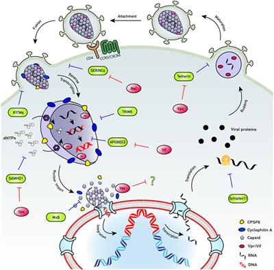 Are Evolution and the Intracellular Innate Immune System Key Determinants in HIV Transmission?